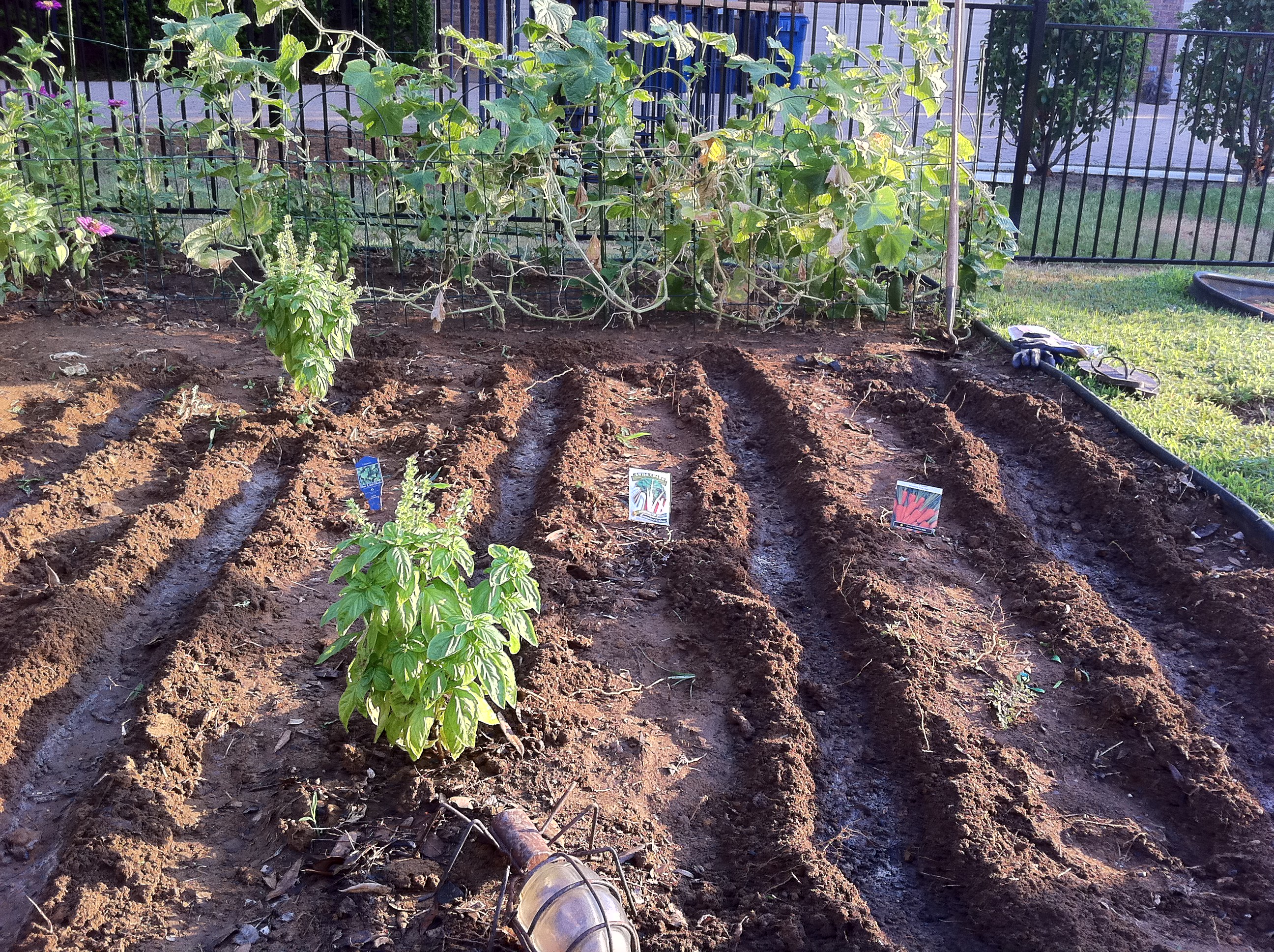 First Fall Vegetable Planting Praying For Rain North Texas Vegetable 